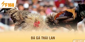 Đá gà Thái Lan