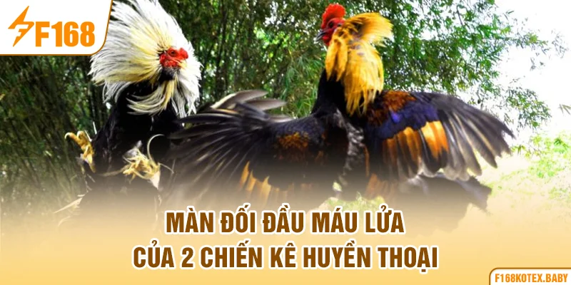 Màn đối đầu máu lửa của 2 chiến kê huyền thoại